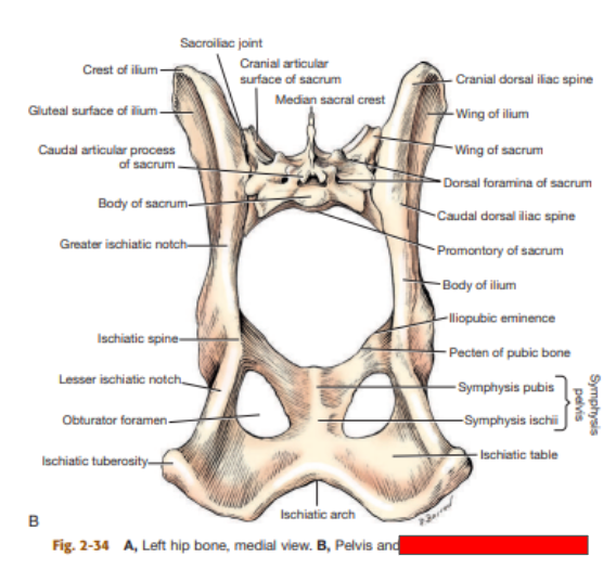 <p>What view of the hip is this? </p>