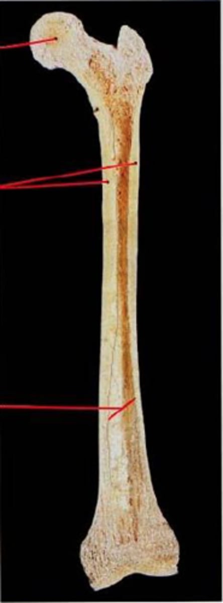 <p>First red line</p>