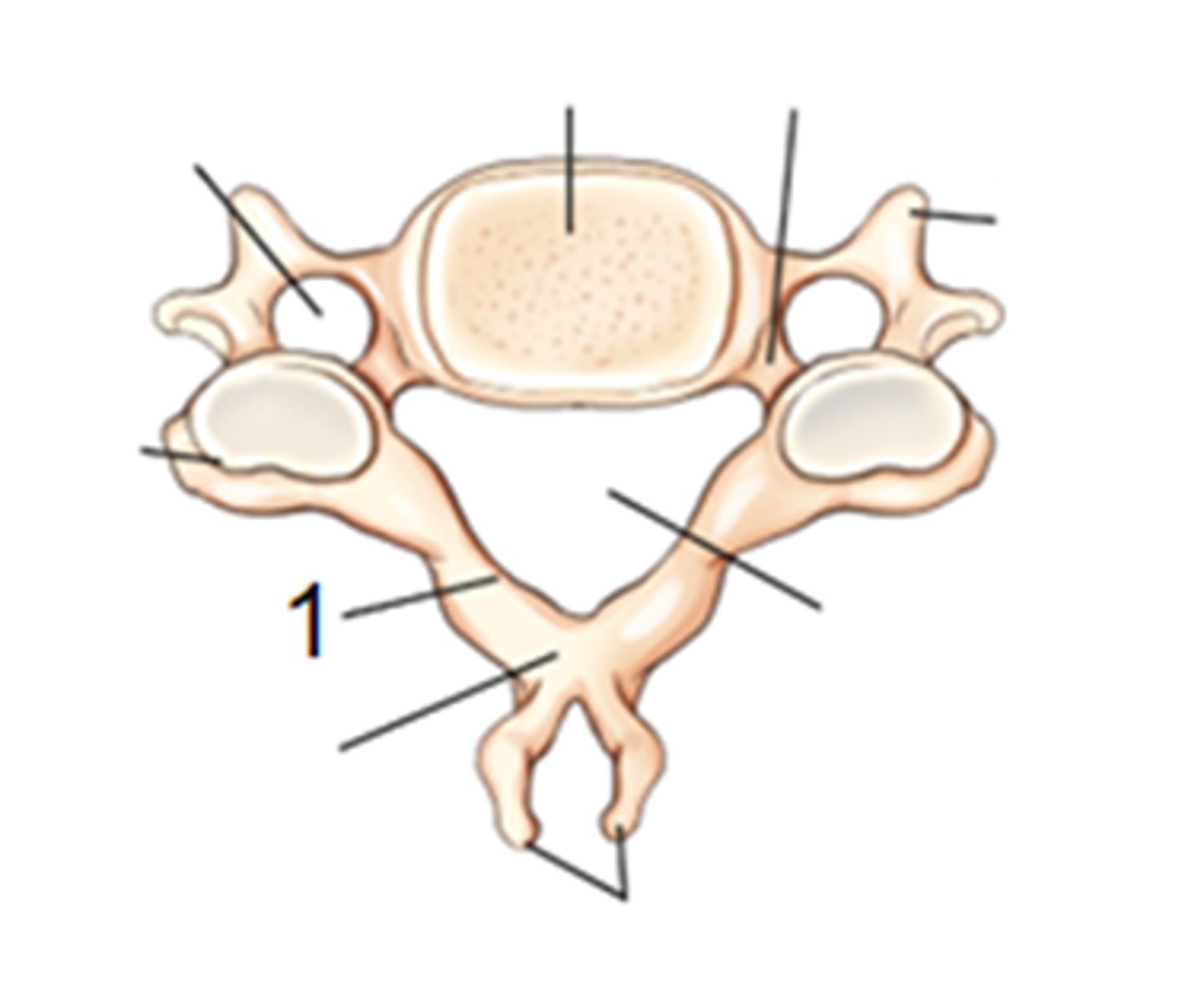 <p>Lamina</p><p>3 multiple choice options</p>
