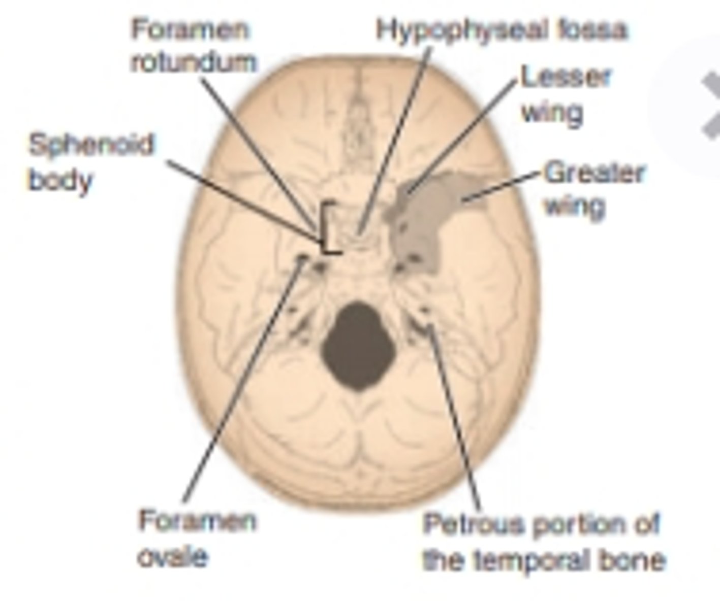 <p>two broad LATERAL EXTENSIONS from the body</p>