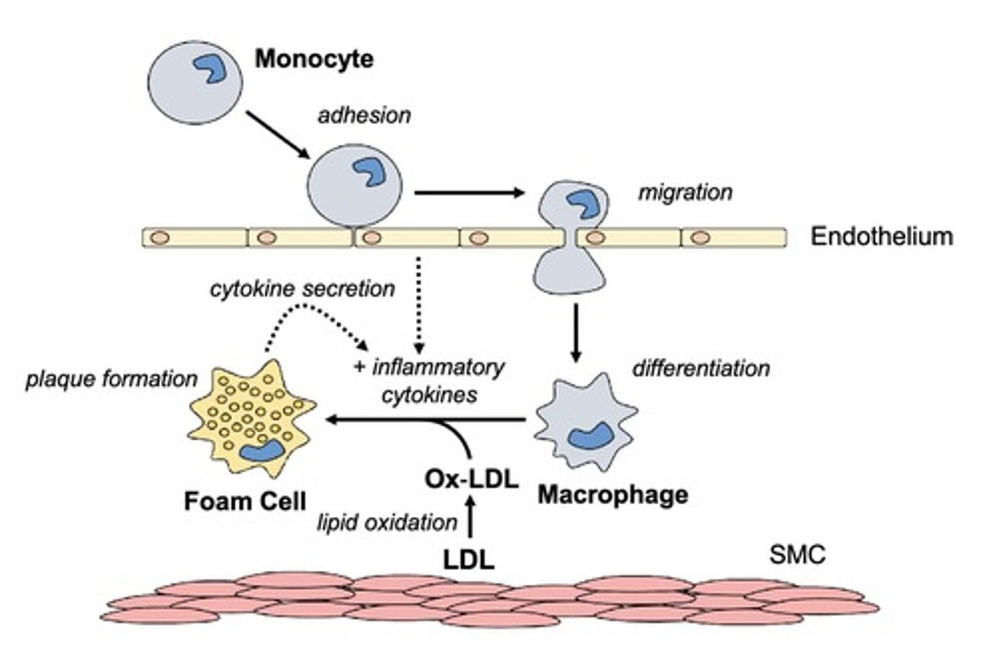 <p>LDL can become <u>oxidized in circulation</u>, leading to <u>foam cell formation</u> and <u>promoting atherosclerosis.</u></p>