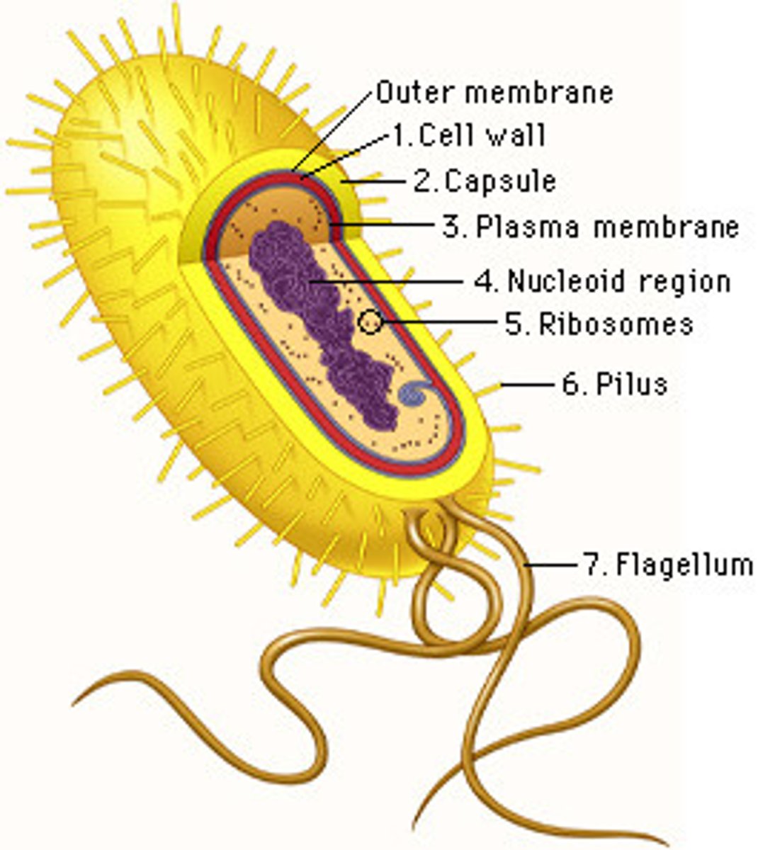<p>cell wall without cellulose</p><p>sometimes have an outer capsule</p><p>ribosomes</p><p>nucleoid</p><p>may be moble with flagella</p>
