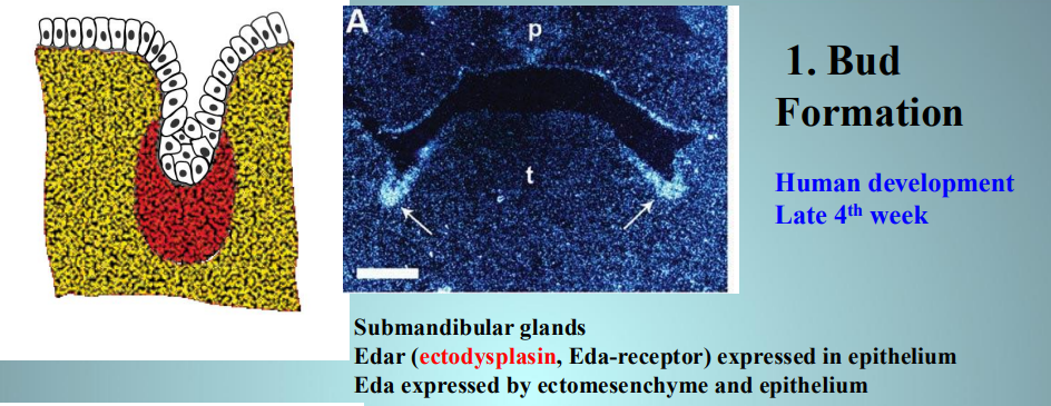 <ul><li><p>submandibular glands </p><ul><li><p>EDAr expressed in epithelium </p></li><li><p>EDA expressed by ectomesenchyme and epithelium </p></li></ul></li></ul><p></p>