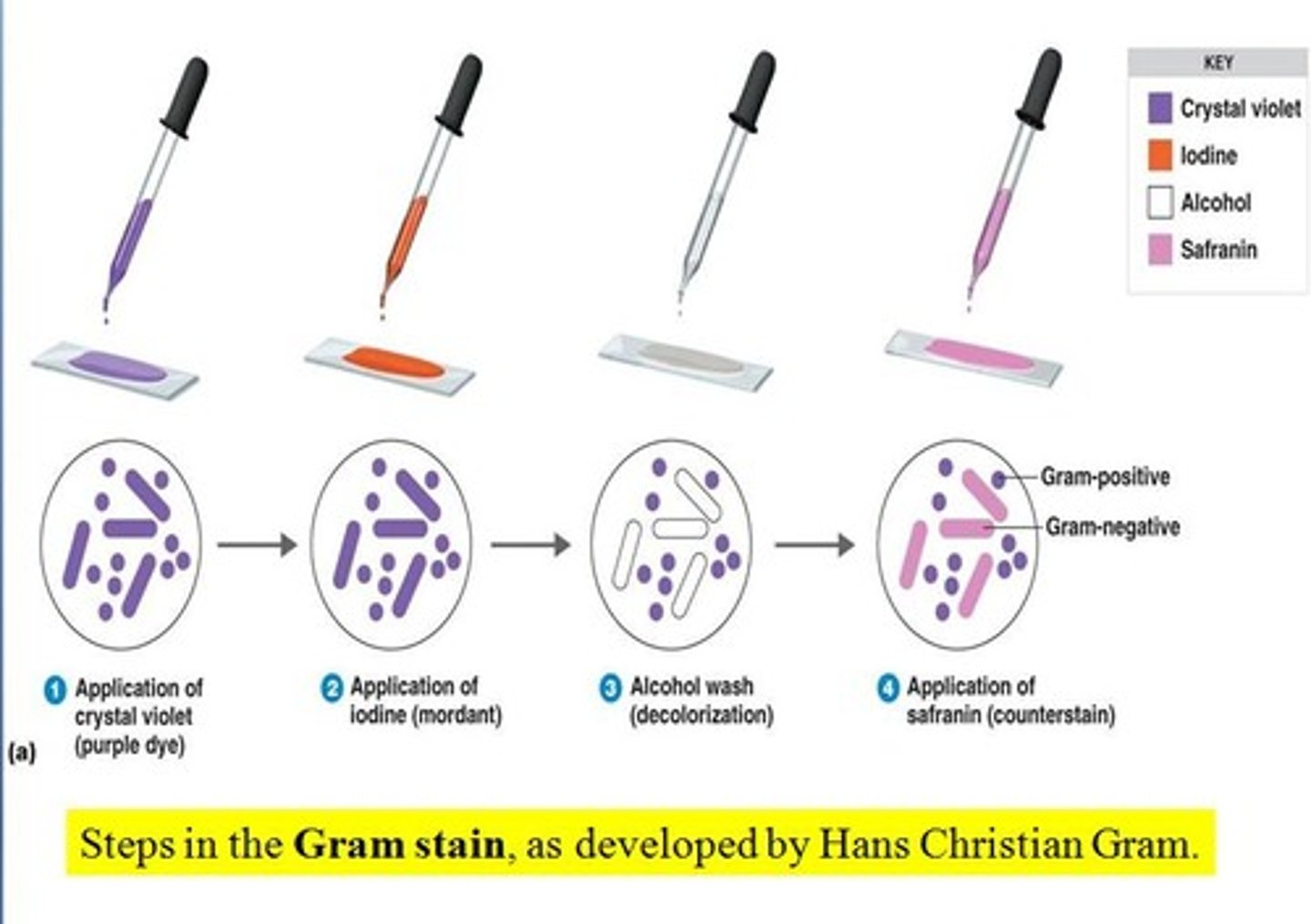 <p>Forms complexes with the primary stain to keep the stain inside the cell. Note: that not all differential stains have this reagent. The Gram stain does include a mordant.</p>