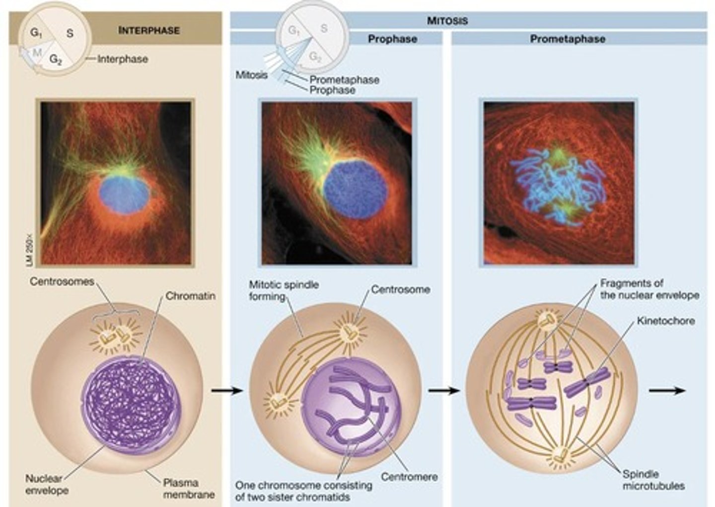 <p>Process of cell division that results in two identical daughter cells.</p>