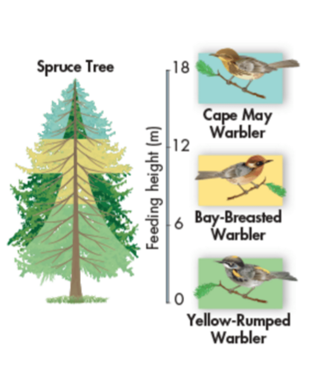 <p>Occurs when species living in the same area partition resources to avoid direct competition (i.e. three species of Warblers in a spruce tree; different types of plant roots).</p>