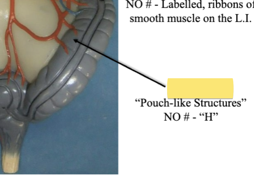 <p>Label pouch like structures</p>