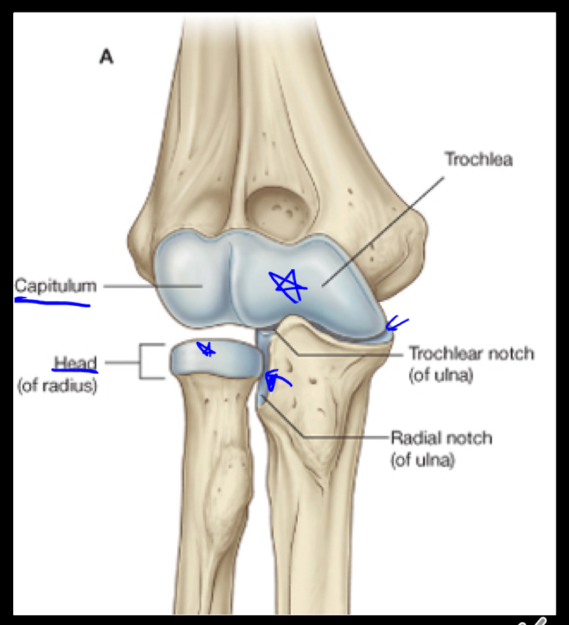 <p>Hinge joint, which allows for extension and flexion.</p>