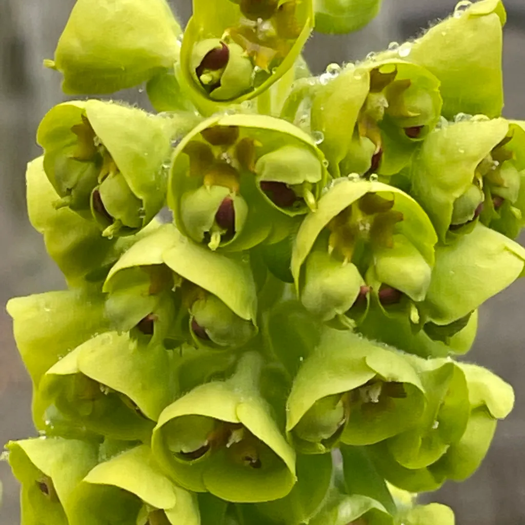 <p>Mediterranean spurge - <em>Euphorbia characias subsp. wulfenii</em></p>