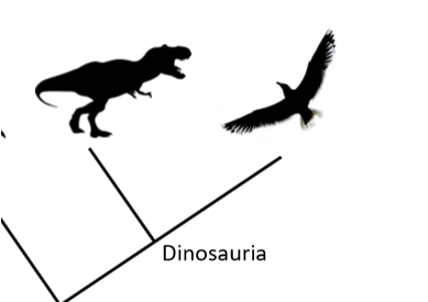 <ul><li><p>Subset of dinosauromorpha</p></li><li><p>Has some minor modification to some bones</p><ul><li><p><strong>Forearms are more powerful</strong></p></li><li><p><strong>Opening on each side of the hip where the femur is inserted</strong></p></li></ul></li><li><p>Found muscle attachment scars on skulls showing that they had a very<strong> powerful bite</strong></p></li><li><p>Includes<strong> all birds and dinosaurs</strong></p><ul><li><p><strong>All birds are dinosaurs but not all dinosaurs are birds</strong></p></li></ul></li></ul><p></p>