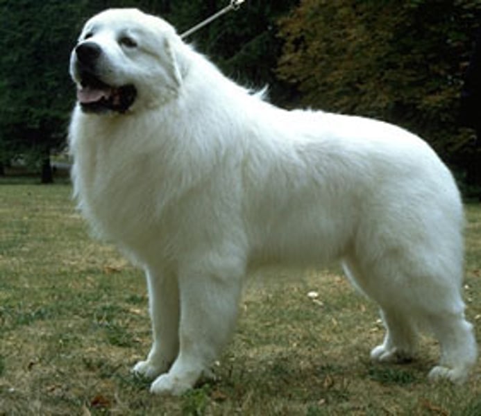 <p>- Working group<br>- Large to Giant (85-130 lbs)<br>- Bred to guard livestock<br>- Always white, but may also have other colors esp. gray<br>- Long-haired<br>- Double dew claws on hind limbs</p>