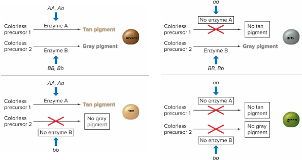 <p><em>AA </em>or <em>Aa </em>activate an enzyme that creates tan pigment.<br><em>BB </em>or <em>Bb </em>activate an enzyme that creates grey pigment.<br>Both pigments combine to form a brown colour.<br><em>aa </em>or <em>bb</em> lead to no activation, leading to no pigments and green peas.</p>