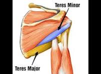 <p><span style="background-color: transparent;"><em><span>(m. teres major et minor)</span></em></span></p>