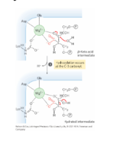 * Step 3: Hydroxylation at C3
  * Hydroxylation occurs at C3 of the beta-keto acid intermediate