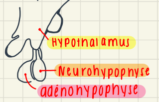 Quelles glandes sont emmagasinées dans neurohypophyse? (+leur destination)
