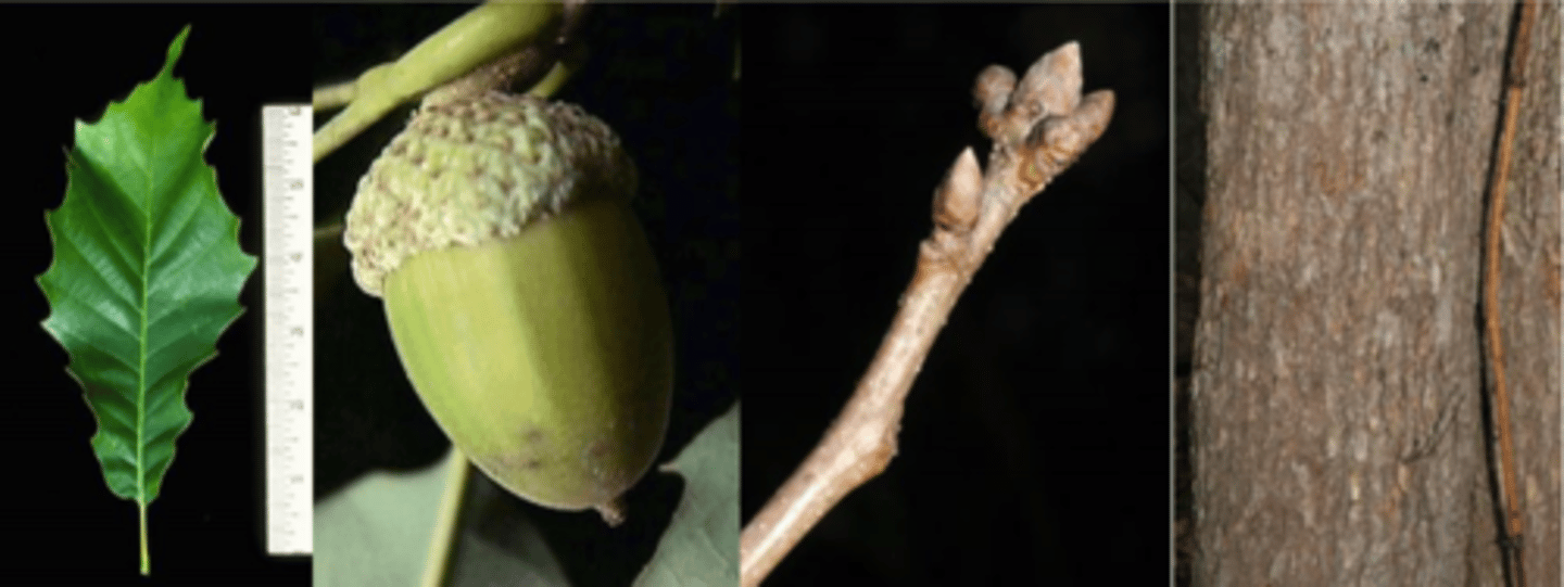 <p>Leaves: simple, alternate, 4-6” long w/ 12 fairly sharp pointed teeth per side; obovate shape, dark green, lustrous above, light green beneath, acute tip w/rounded base. Fall color can be yellow-orange/brown. Bristle at end of nodes.</p><p>Twigs: orange-brown, slender, glabrous</p><p>Buds: terminal buds small, 1/8” long, orange-brown</p><p>Fruit: sessile or short-stalked (direct attachment to twig), ¾-1” long; enclosed 50% by a thin, bowl-shaped cap; nut is small, chocolate brown/nearly black when ripe acorns (fall germinating).</p><p>Bark: ashy colored gray (or white) w/ square scales for entire tree length – easily rubbed off.</p><p>Silvics: moderately shade-tolerant for an oak; small to medium-sized tree, 60-80’ tall, 24-36” dbh; prefers limestone ridges, high pH conditions; can reach 400 years old.</p>