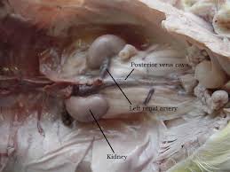 <p>outside the coelom</p><p>two reddish-brown organs</p><p>filter blood to remove waste and reabsorb nutrients</p>