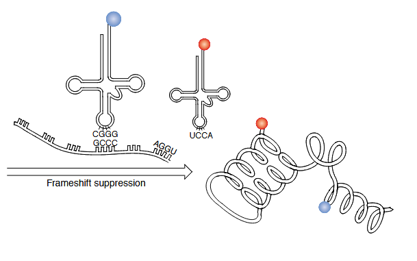 <p>occassional 4-nucleotide codons, limited nonnatural mulceo tidw</p>