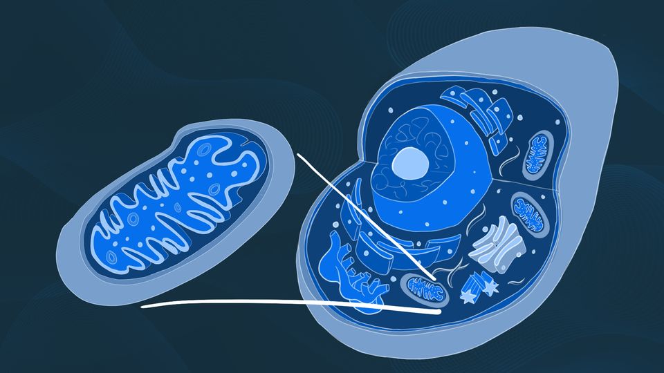 <p>Powerhouses of the cell, where ATP is produced through cellular respiration. </p>