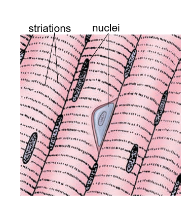 <ul><li><p><span>Moves and stabilises the skeleton</span></p></li><li><p><span>Forms sphincters in digestive and urinary tracts</span></p></li><li><p><span>Involved in respiration</span></p></li></ul><p></p><ul><li><p><span>Long, cylindrical cells</span></p></li><li><p><span>Striated (striped dark &amp; light bands)</span></p></li><li><p><span>Multinucleated</span></p></li><li><p><span>Innervated by somatic nervous system</span></p></li></ul>
