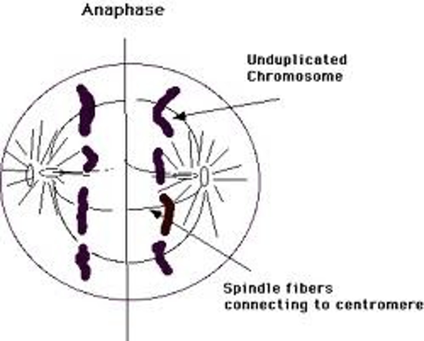 <p>Chromosome copies divide</p><p>Spindle fibers pull chromosomes to opposite poles</p>