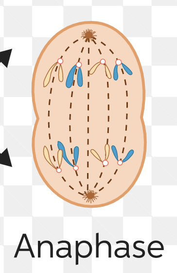 <p>separating of sister chromatids</p>