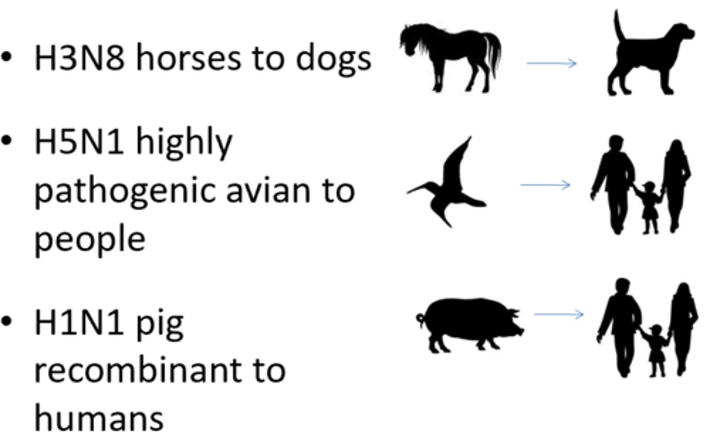<p>-Equine influenza (H3N8) mutated to form canine influenza (H3HA) and infected dogs causing respiratory disease</p><p>-Jumped from Horses to Dogs</p><p>-Thought to be associated with the close interaction of the environment of racing horses and dogs</p><p>--Also could have been that uncooked horse meat was fed to dogs which lead to its transmission</p><p>---Mutation of equine influenza to canine influenza then lead to dog-to-dog transmission</p>