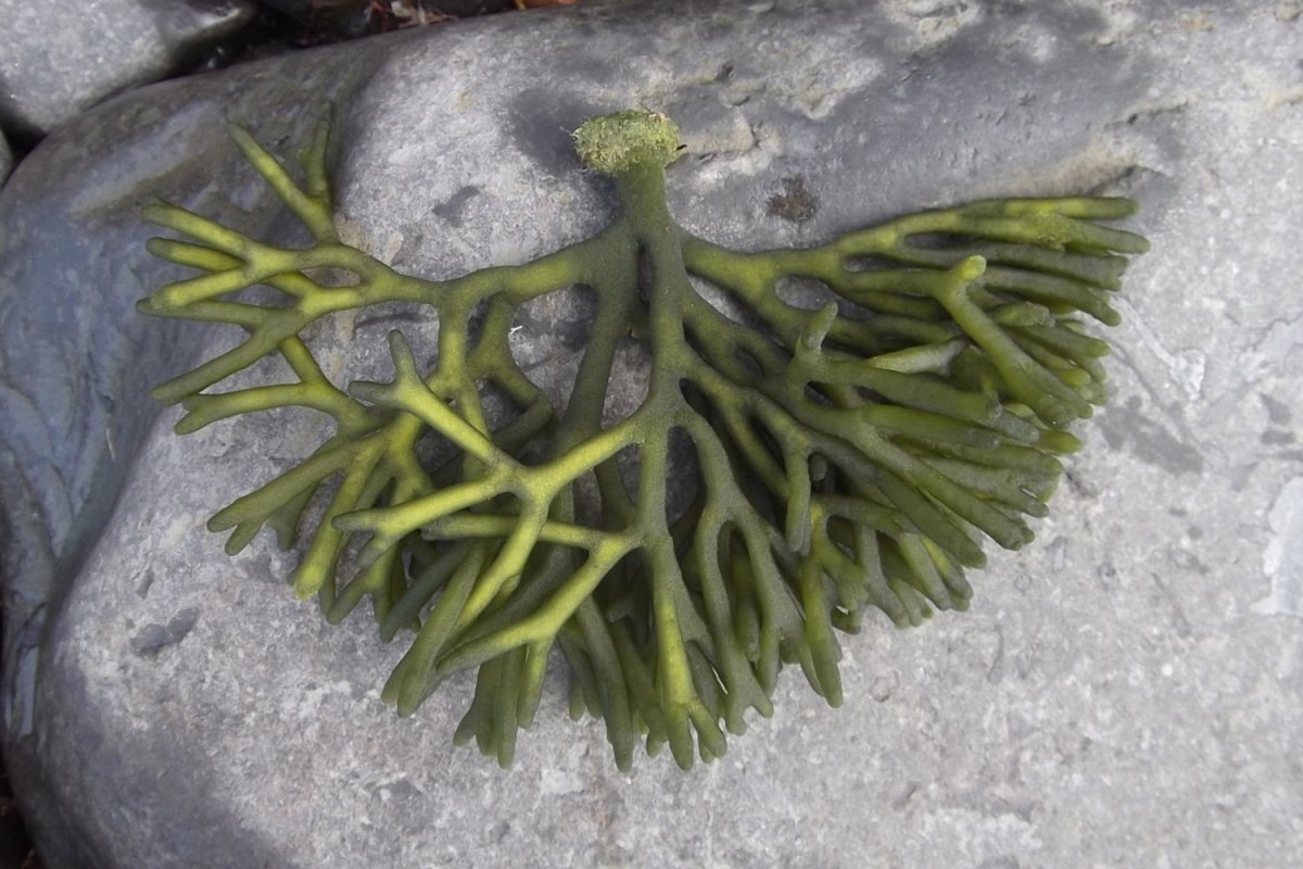 <p>Alga</p>