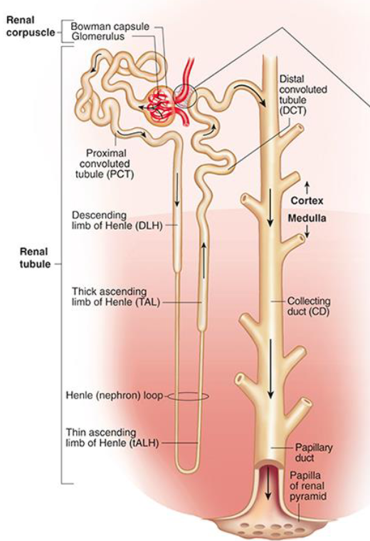 <p>functional unit of kidney and contains the glomerulus. <br>– urine flows from bowman’s capsule →proximal convoluted tubule →loop of Henle →distal convoluted tubule →collecting duct<br>– surrounding blood vessels=reabsorb water &amp; solutes</p>
