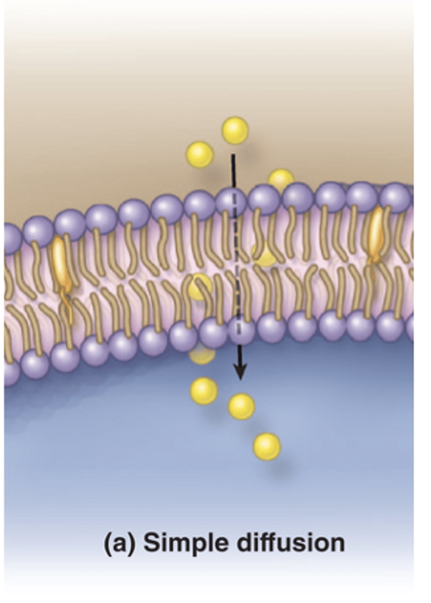 <p>What is simple diffusion?</p>