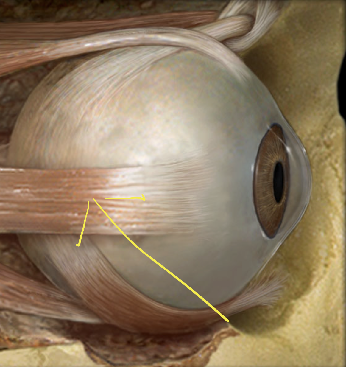 <p>This but medial side</p>