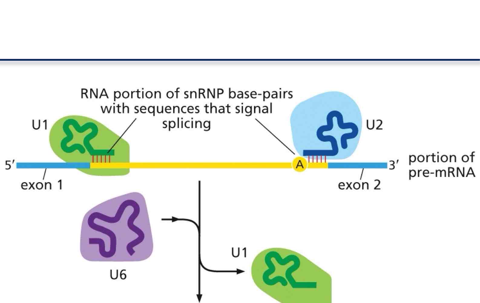 <p>What is the Mechanism of splicing</p>