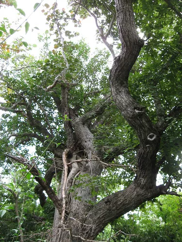 <p>Jamaican Dogwood</p><p>Distinct leaf shape, also often seen knocked over and regrowing</p>