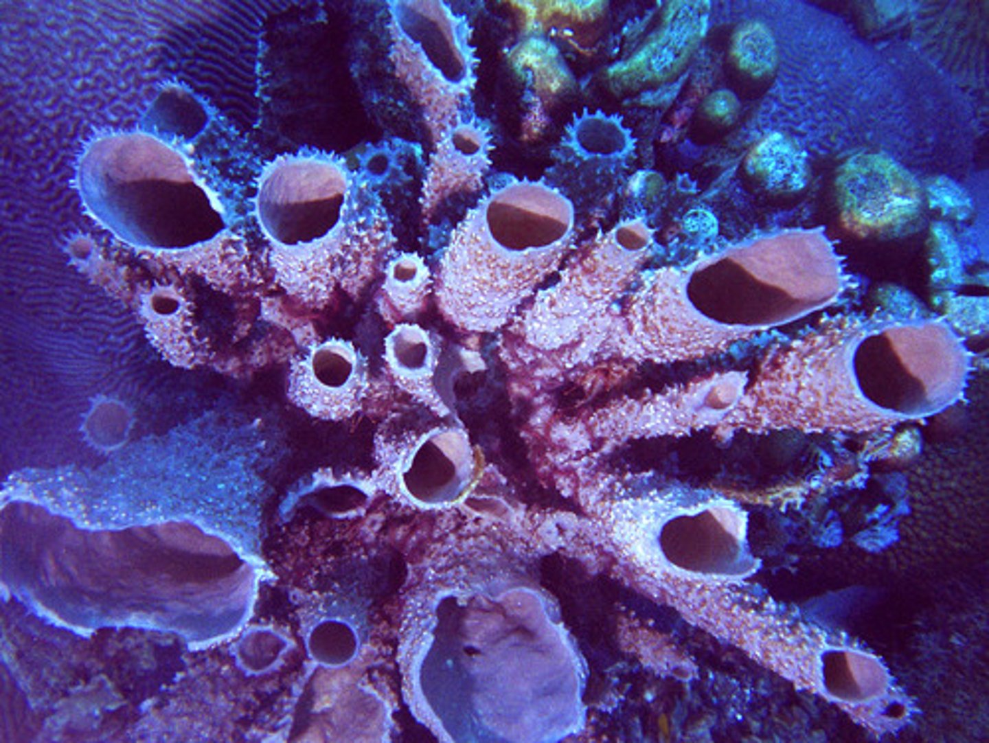 <p>Phylum containing sea sponges</p>