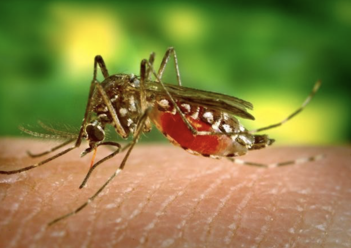 <ul><li><p>identify </p></li></ul><ul><li><p>representative genus</p></li><li><p>disease</p></li></ul><p></p>