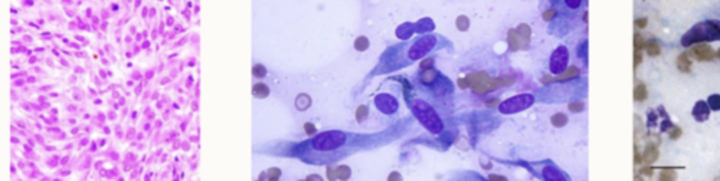 <p>What cell type are these</p>