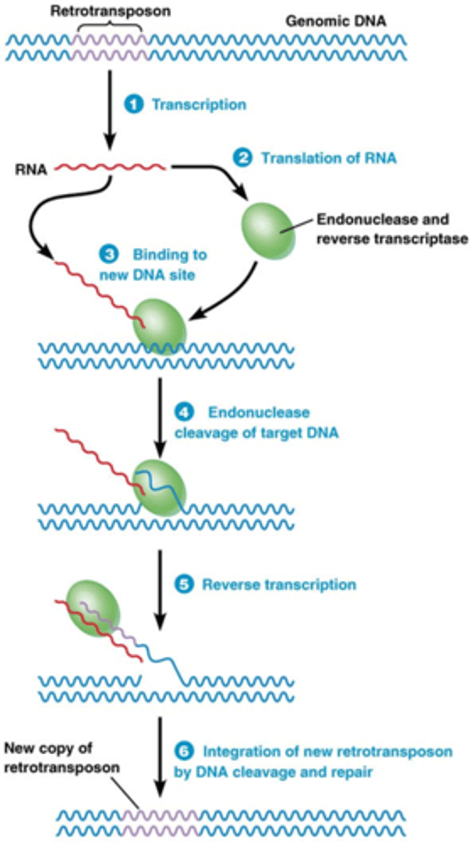 <p>1. Transcriptie door RNA polymerase II van de gastheer</p><p>2. Translatie: synthese van een eiwit met 2 activiteiten: endonuclease (breekt fosfodiester bindingen) en reverse transcriptase (van RNA DNA maken) activiteit</p><p>3. Binding op de nieuwe locatie in het genoom</p><p>4.Endonuclease knipt in 1 van de DNA strengen (breking fosfodiesterbinding)</p><p>5. RNA hybridiseert met een stukje van het enkelstrengig DNA, dient als primer voor de synthese van de eerste DNA streng door reverse transcriptase</p><p>->paars: DNA dat gesynthetiseerd is vanuit het RNA door reverse transcriptase</p><p>6. Knipping van de tweede DNA streng op de plaats van integratie, synthese van de tweede DNA streng, integratie en DNA repair (niet in detail want veel te ingewikkeld)</p>