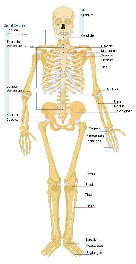 <ul><li><p>A skeletal system consisting of hard, mineralized structures located within soft tissue, as seen in humans.</p></li><li><p>The human body as 206 bones. </p></li></ul><p></p>