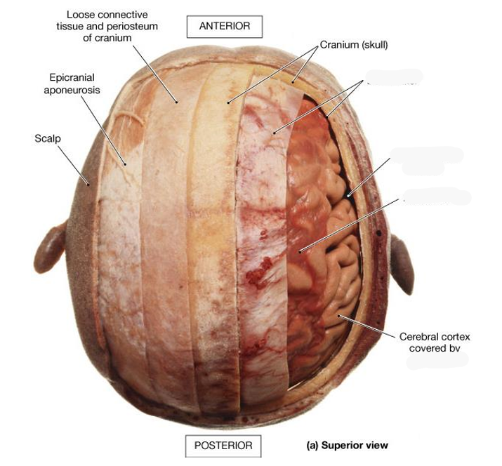 <p>What are the 3 meningeal layers </p><p>DASP and their roles</p>