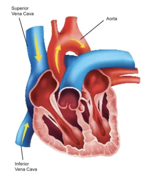<p>inferior vena cava</p>