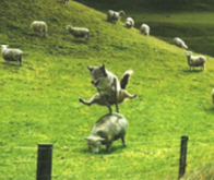 <ul><li><p>most dogs not that active</p></li><li><p>sheep/sled gun dogs are</p></li><li><p>highly palatable, energy dense, highly digestible- high fat</p></li></ul><p>geriatric/old age animals</p><p>decrease energy demands due to decrease acitivty</p><p>palatabel diets if decrease intake</p><p></p>