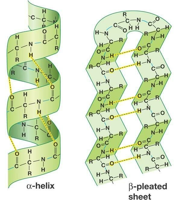 <p>secondary structure</p><p>alpha helix - right-handed coiled structure, where the polypeptide backbone twists around an axis, and the side chains (R groups) extend outward from the helix. The structure is stabilized by hydrogen bonds</p><p>beta strands - formed by two or more polypeptide chains that align side by side. The backbone of the chains forms a sheet-like structure, where each chain runs in a parallel or antiparallel direction. Hydrogen bonds stabilize the arrangement between the strands.</p><p></p>