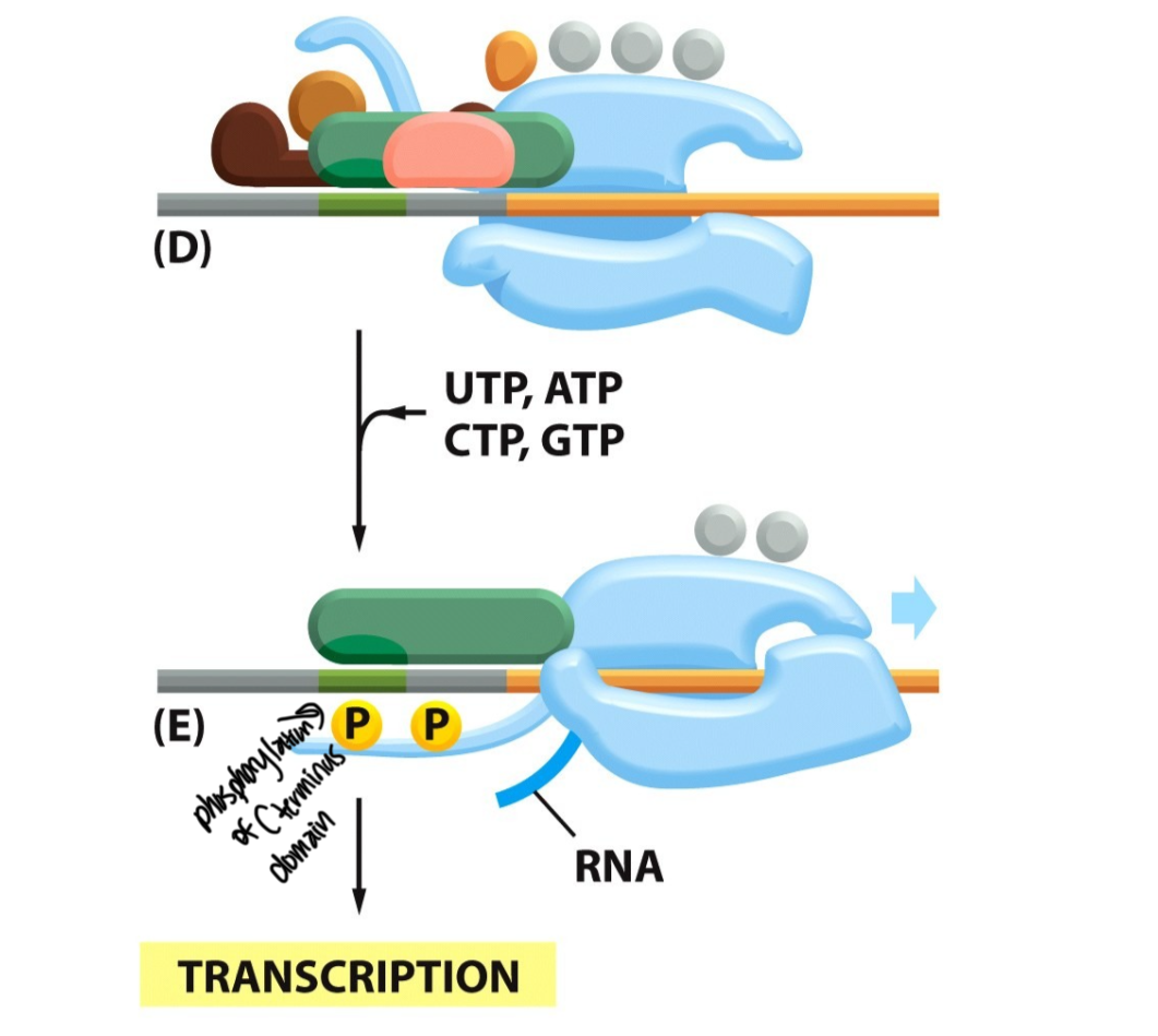 <p>Using energy from the hydrolysis of ATP, the polymerase “closes” around the unwinded DNA to initiate transcription</p><p>-process releases pyrophosphate on the C-terminal domain</p>