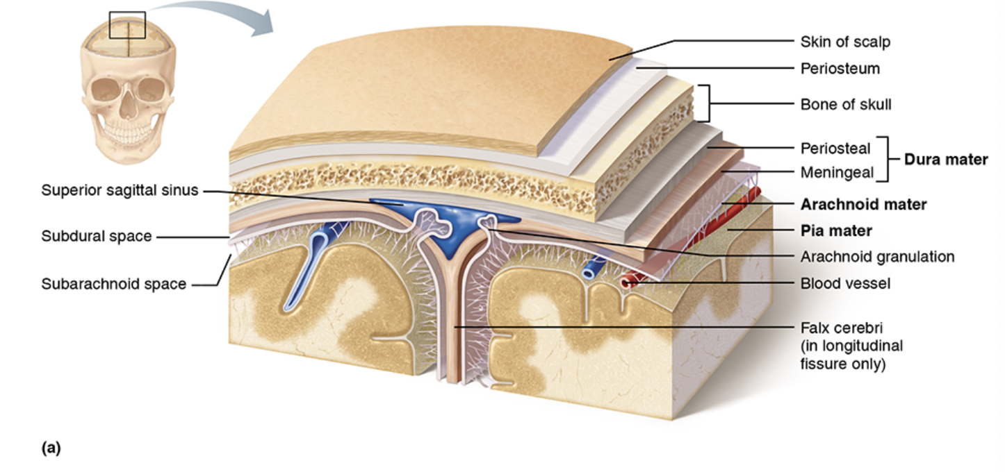 <p>periosteal and meningeal</p>
