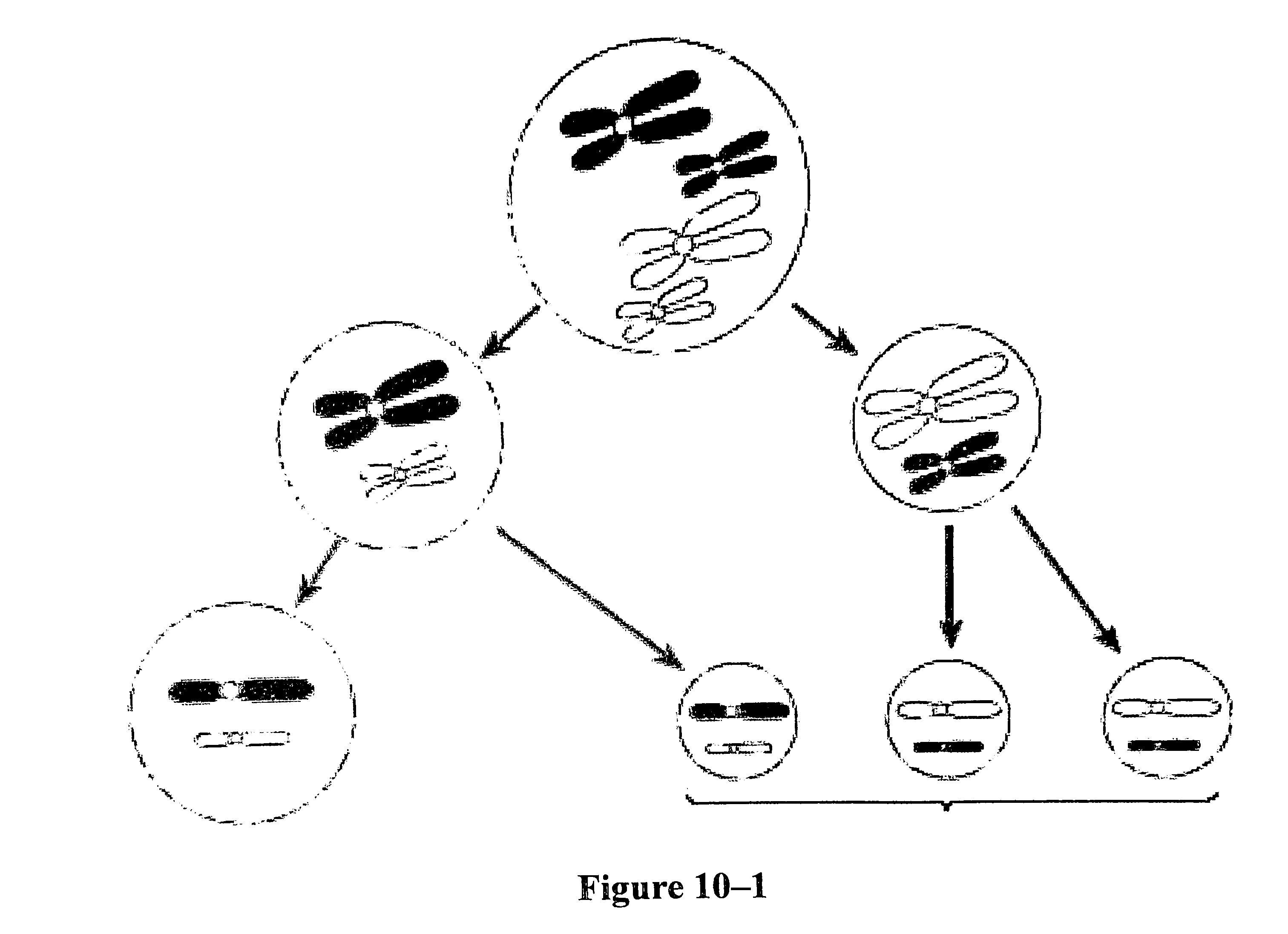 Which advantage of having the cell’s DNA bundled into separate chromosomes is illustrated in figure 10-1 above?