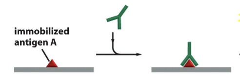 <p>rabbit antibody directed against antigen A</p>