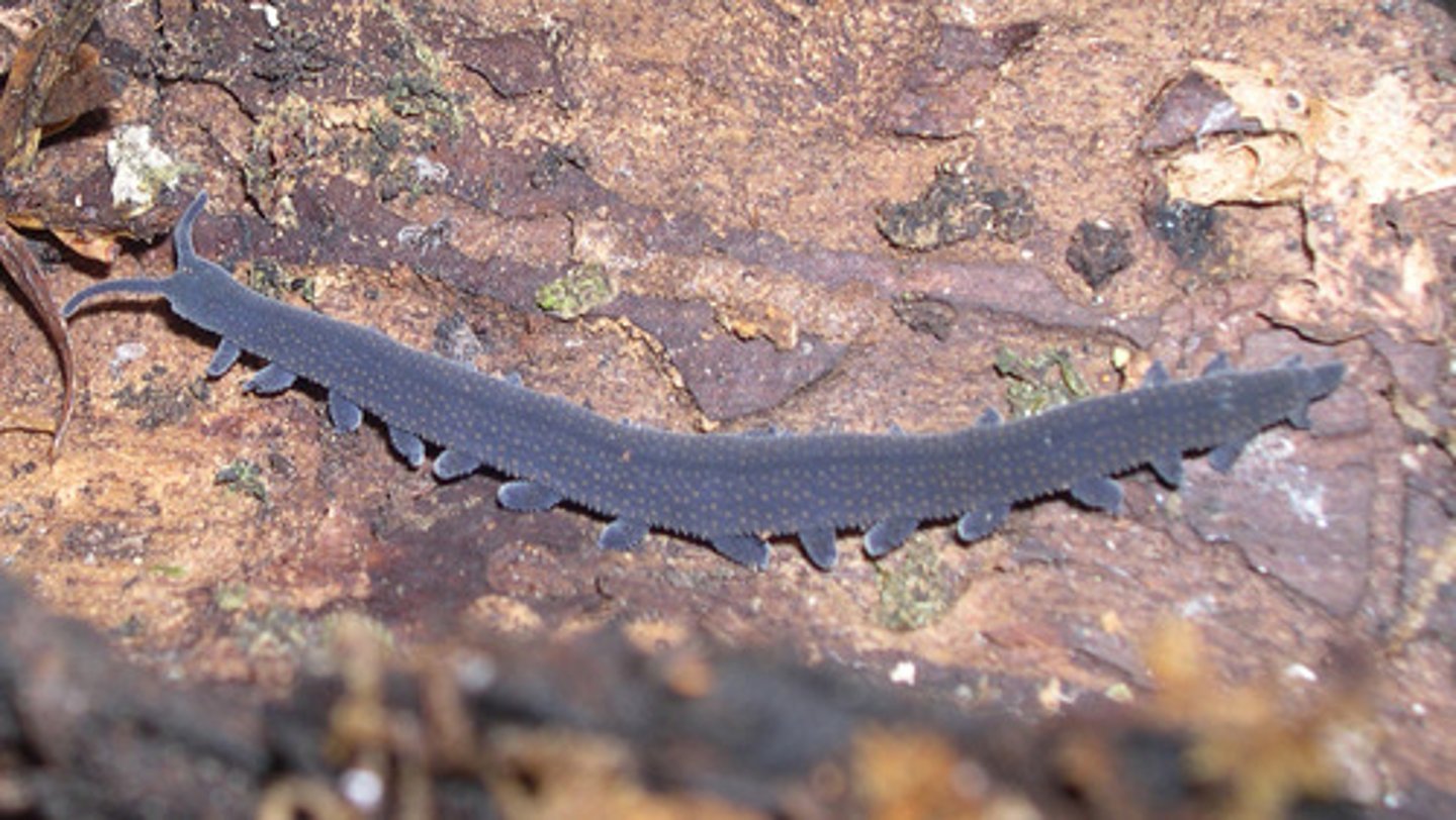 <p>Common Name: Velvet worm. Diagnostic Characters: Body segmented, Worm-like, Peg-like protrusions from each body segment, Simple antennae and eyes, Body covered with small tubercles.</p>