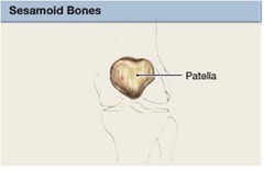 <p>round bones found near joints (e.g., the patella)</p>