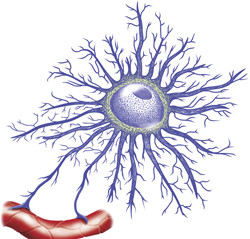 - cellules immunitaires du SNC
