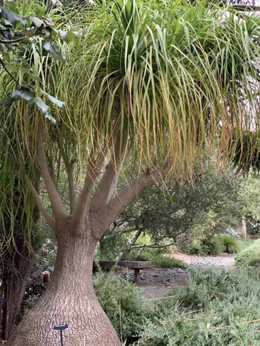 <p>SWOLLEN base, very long pointed tip blades, medium green, blades sheaths have almost 90 degree bend in the, waxy feel and droopy ends</p>